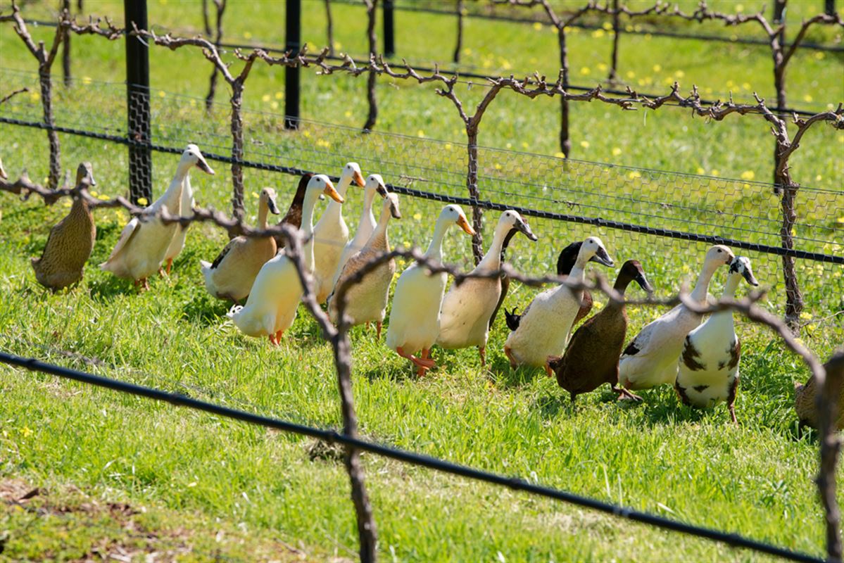 https://www.vinocorpperu.com/images/bodegas/angove/VITICULTURA Y VINIFICACION ORGÁNICA-min.jpg